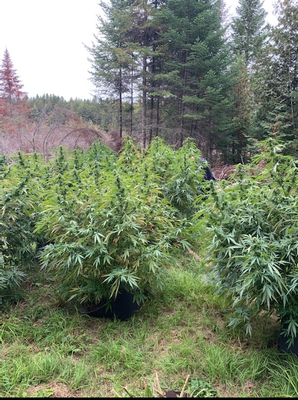 Plantes de cannabis saisies