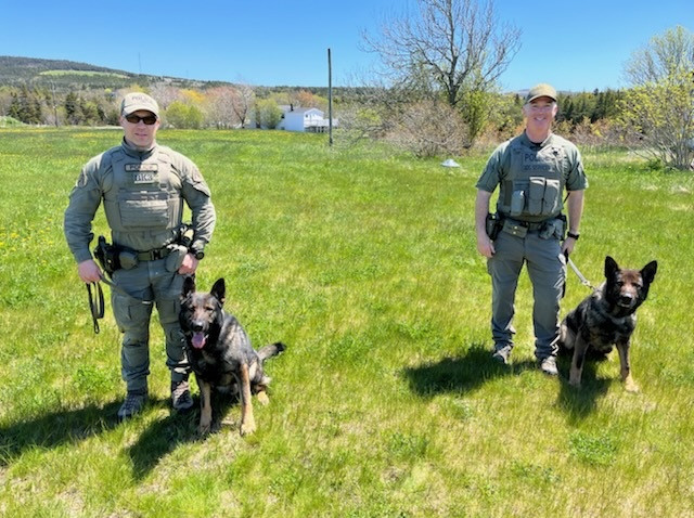 Deux maîtres-chiens de la Section des chiens policiers de la GRC se trouvent sur un champ gazonné, accompagnés de leur chien policier respectif.