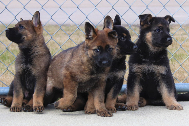 A group of four German Shepherd puppies lean against a fence. Two are black and tan and two are sable. 