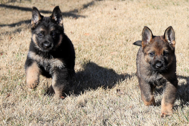 Two German shepherd puppies on grass. One is sable and one is black and tan.