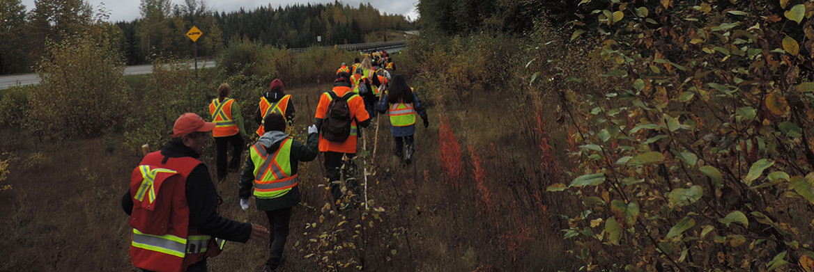 A group of people wearing safety vests walk through an area of grass and small trees with a large treed area to their right and a roadway to their left.